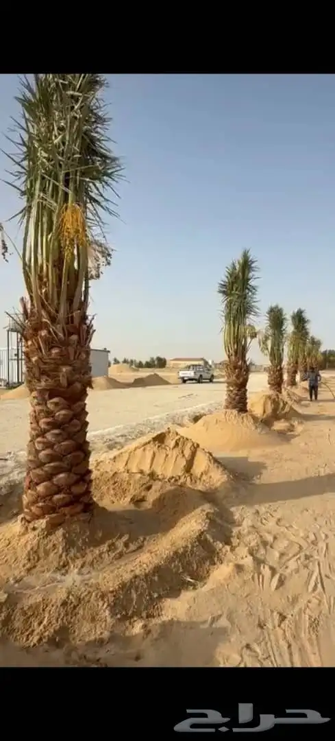 نخل للبيع جميع الأنواع متوفره وجميع المقاسات 12
