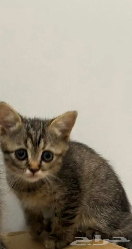 كتين للتبني 0