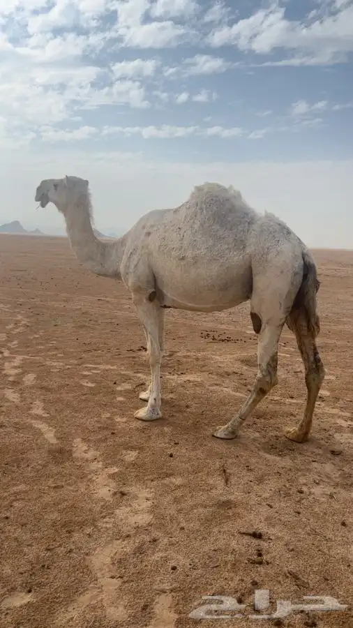 لقحه طيبه على بعير طيب 2