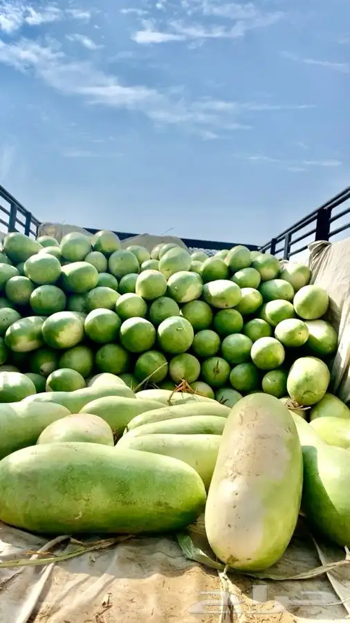 حبحب عثري للبيع 5