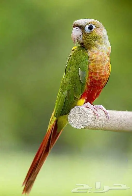 فرخ كنيور اناناس بسعر مغري جدا 0