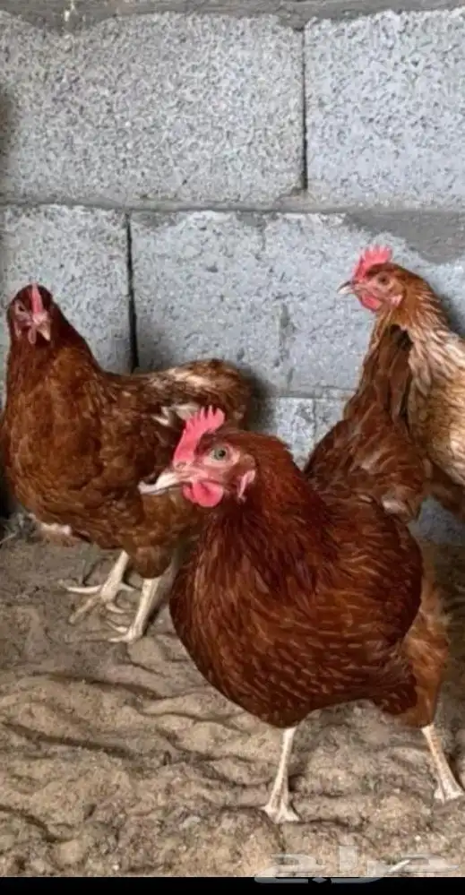 بيض مخصب لهمان بيور ام واب 1