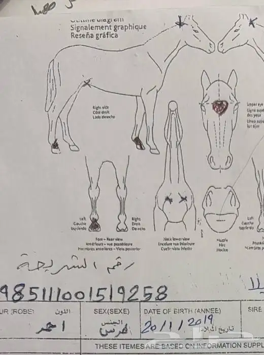 فرس قفز حواجز 9