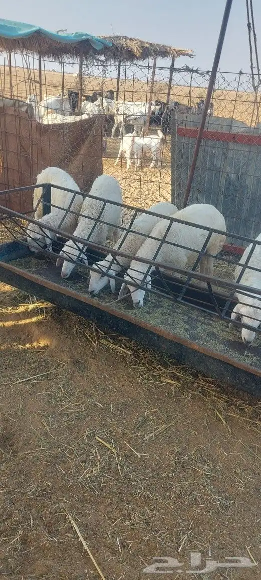 طليان حريات شحم اعمارها من شهرين الى اربع 0