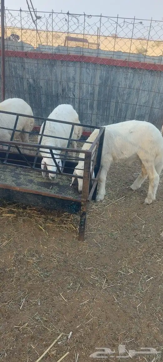 طليان حريات شحم اعمارها من شهرين الى اربع 1