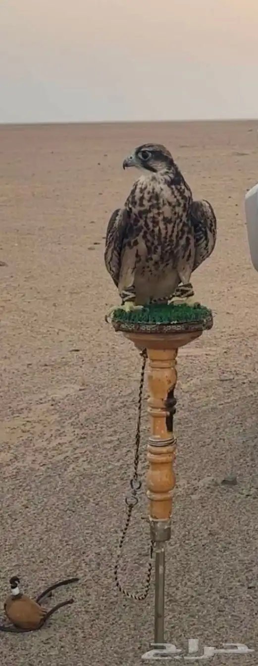 وكريه للبيع 2