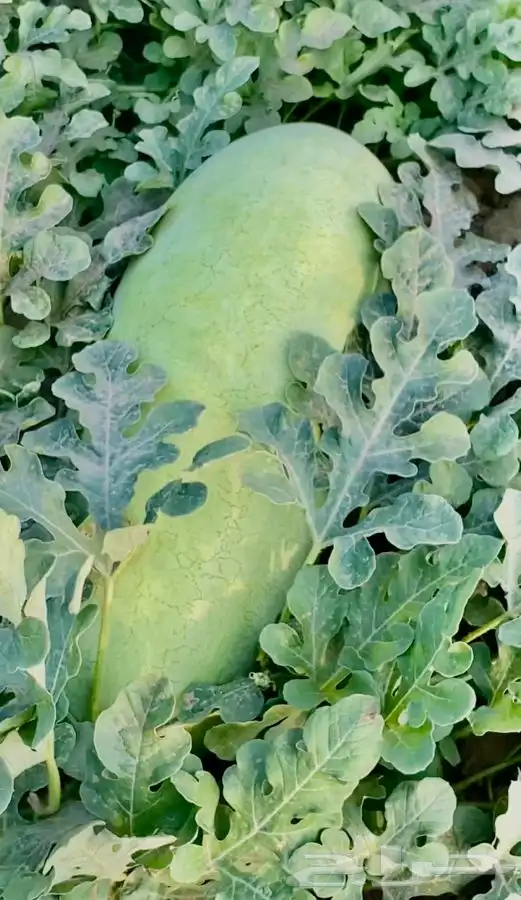 حبحب عثري للبيع 1