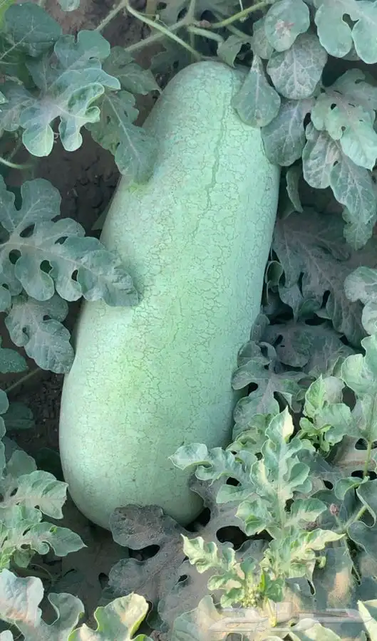 حبحب عثري للبيع 2