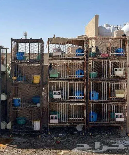 حمام زاجل   محاكر حديد عدد 3 حد 1500 ريال 1