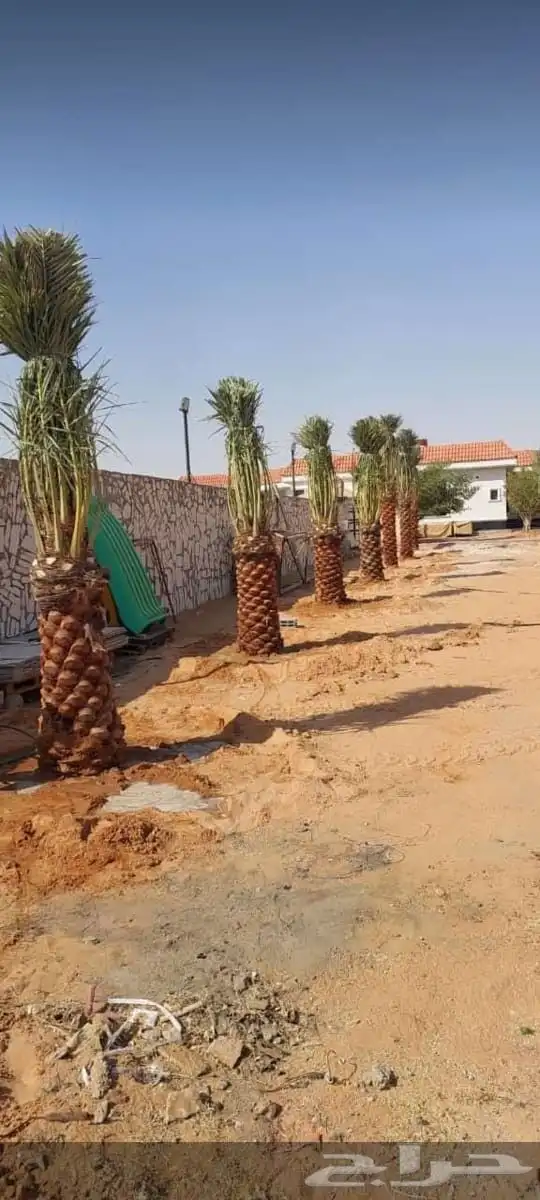 نخل للبيع بجميع انواعه 1