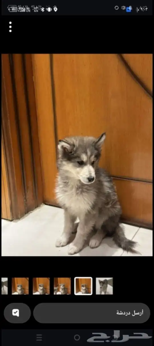 انثى هاسكي بيور للبيع 0