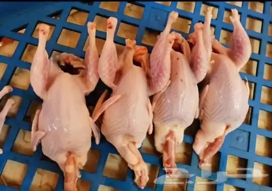 ديوك بلدي نظيفه تختار بفسك ويذبح امامك 2