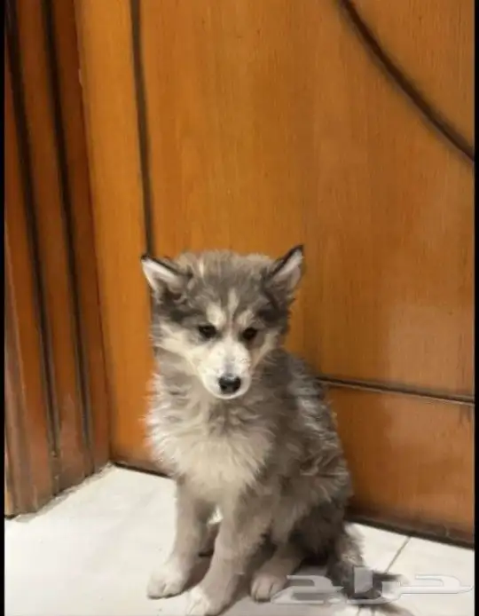 انثى هاسكي بيور للبيع 1