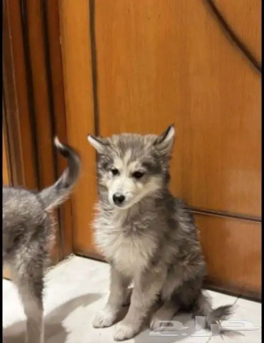 انثى هاسكي بيور للبيع 2