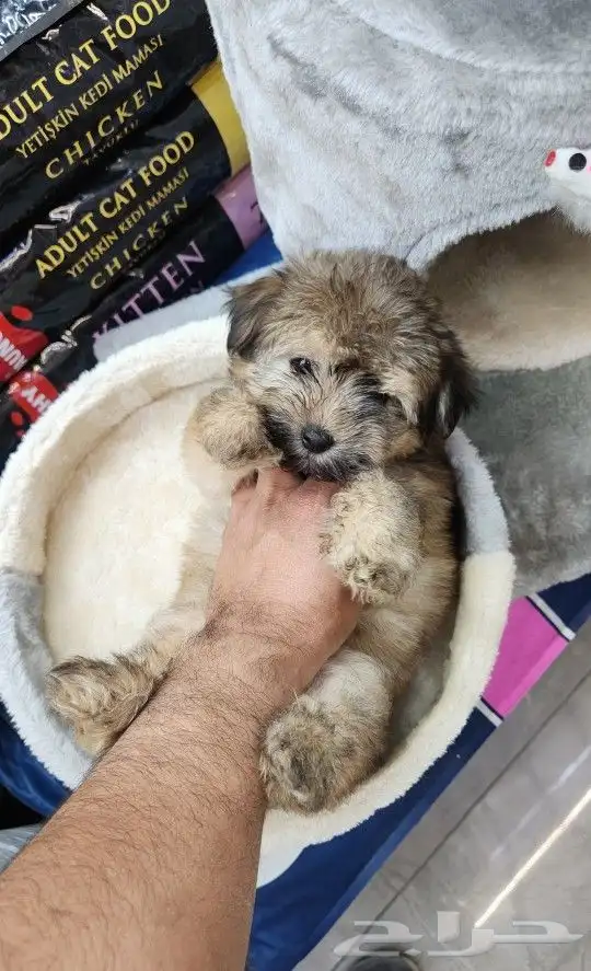 كلب مالتيبو صغير للبيع بسعر مميز 0