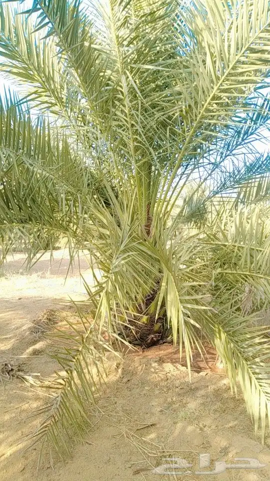 نخيل سكري هلالي جثايث فسايل صقعي مجدول نقايل 1