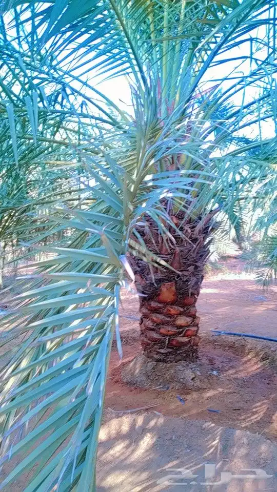 نخيل سكري هلالي جثايث فسايل صقعي مجدول نقايل 8