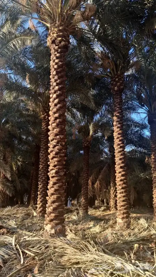 نخل للبيع من 3متر إلا 7متر القصيم عنيزه بريده الرس 1