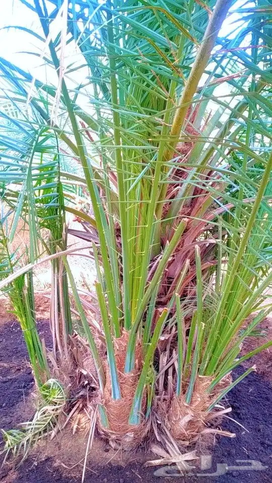 نخيل سكري هلالي جثايث فسايل صقعي مجدول نقايل 4