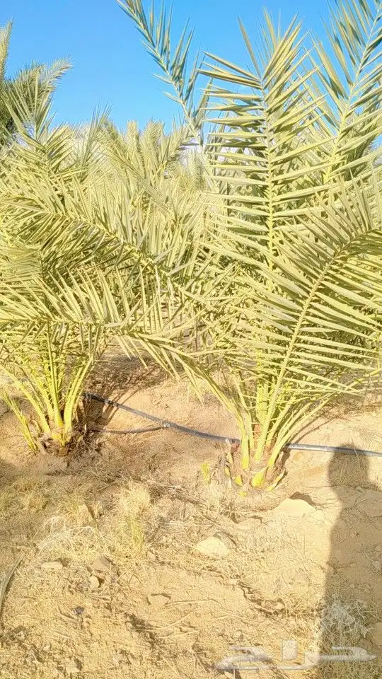 نخيل سكري هلالي جثايث فسايل صقعي مجدول نقايل 7
