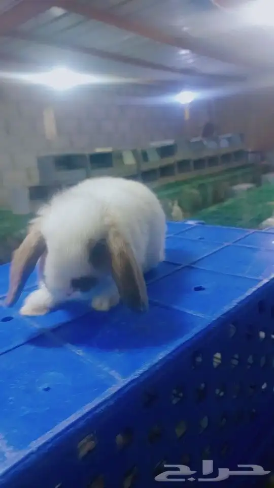 متوفر أرنبه أنتي هولندي لوب دم صافي 11