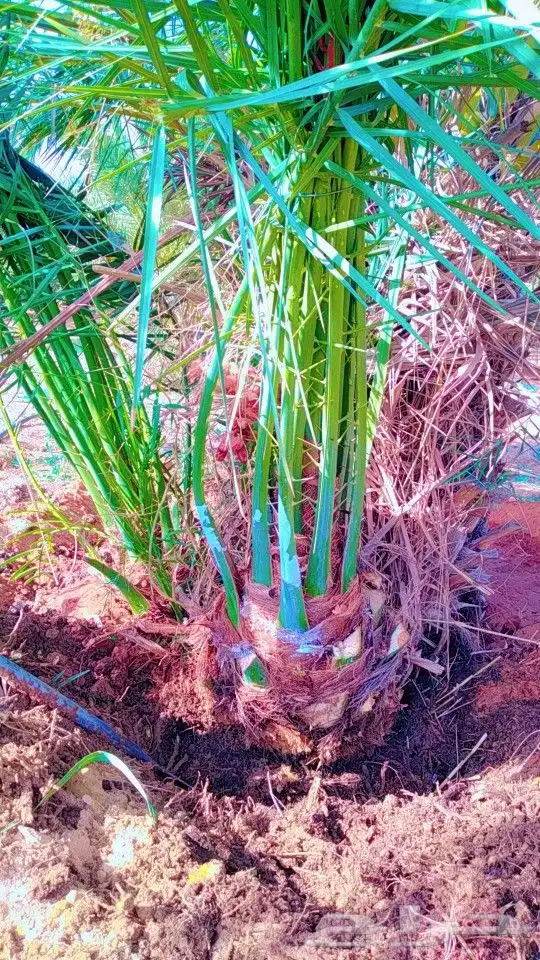 نخيل سكري هلالي جثايث فسايل صقعي مجدول نقايل 3