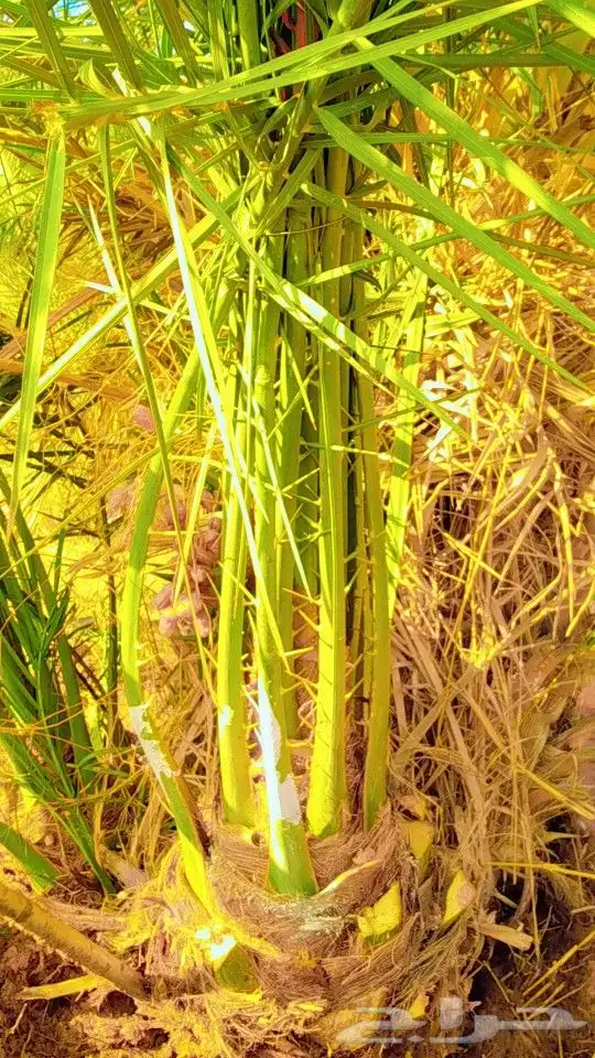 نخيل سكري هلالي جثايث فسايل صقعي مجدول نقايل 2