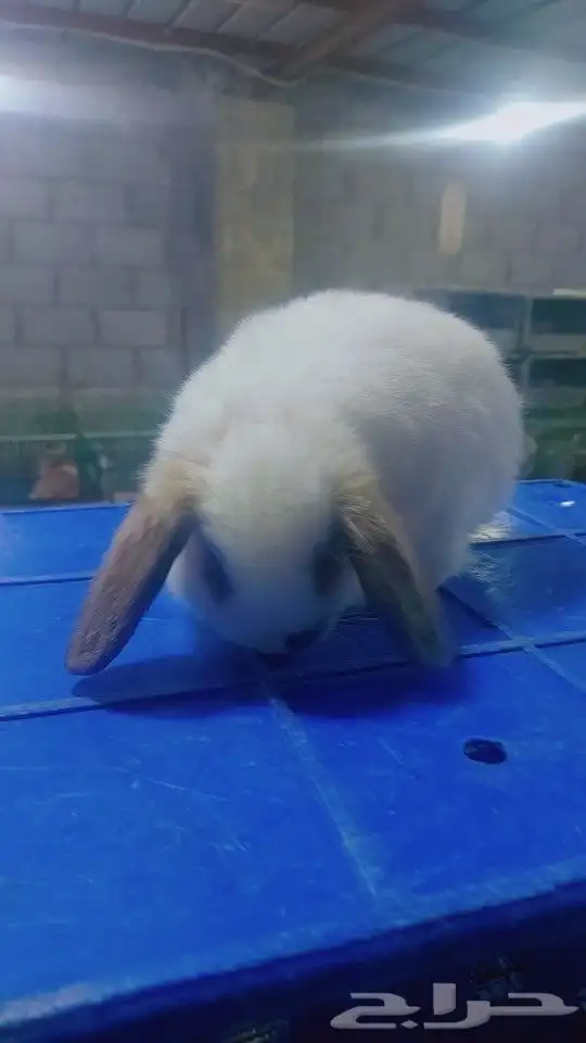 متوفر أرنبه أنتي هولندي لوب دم صافي 13