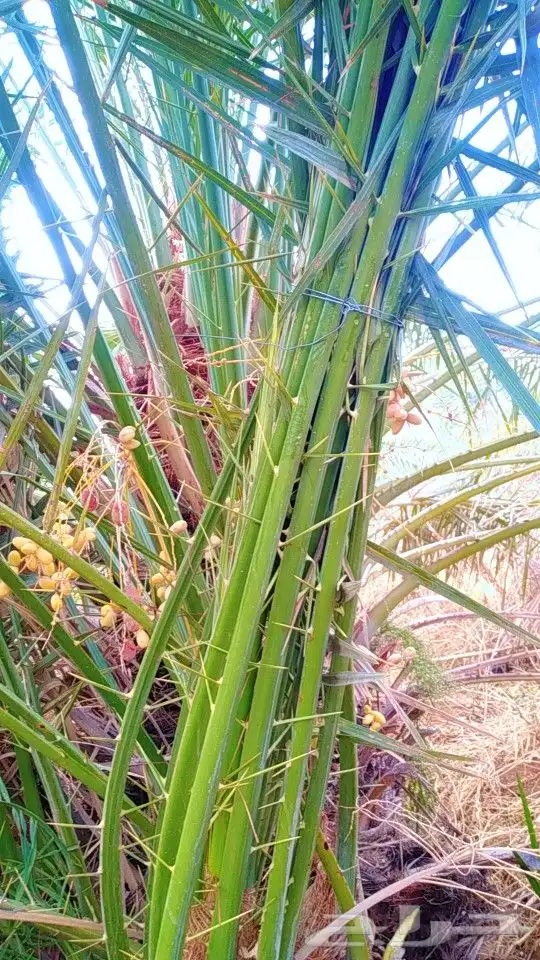 نخيل سكري هلالي جثايث فسايل صقعي مجدول نقايل 6