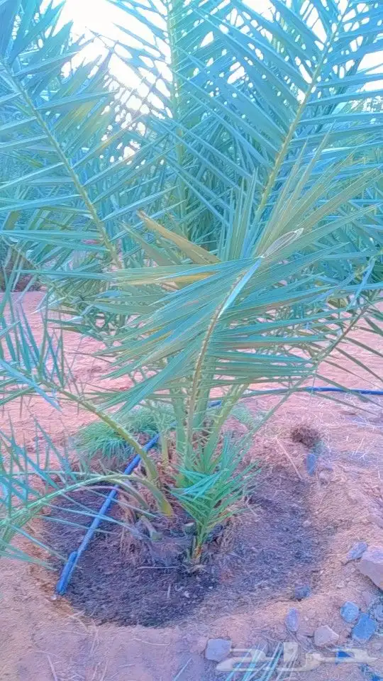 نخيل سكري هلالي جثايث فسايل صقعي مجدول نقايل 9