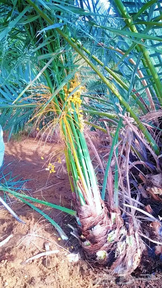 نخيل سكري هلالي جثايث فسايل صقعي مجدول نقايل 5