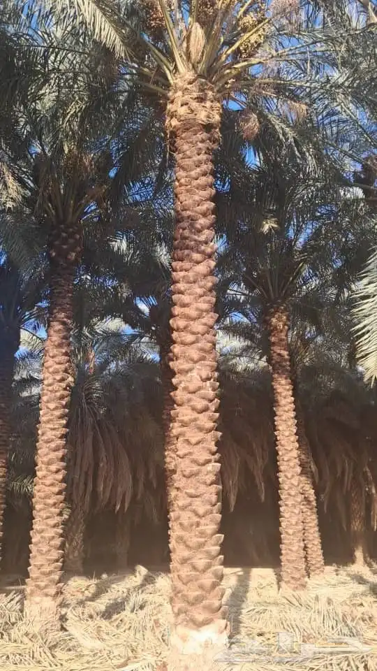 نخل للبيع وتركيب شبوك بانواعها 0