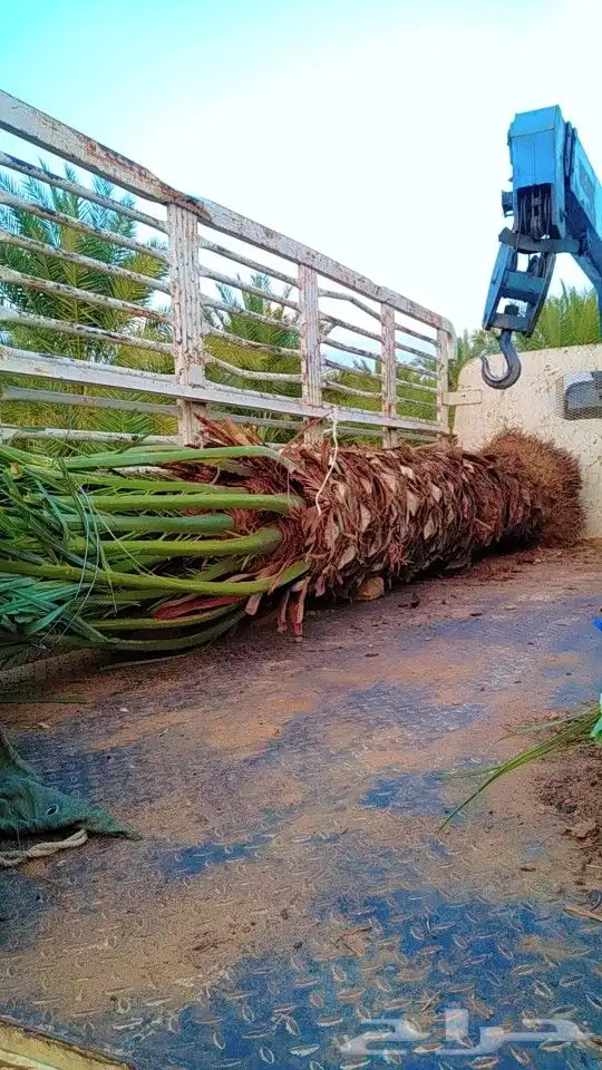 نخيل سكري هلالي جثايث فسايل صقعي مجدول نقايل 0