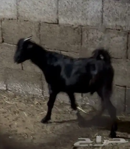 الشرقيه ابومعن 0