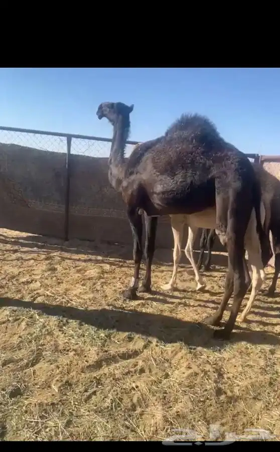 بكره حقه مقنوي طيبه جدا ابيها سهاج القحطاني 2