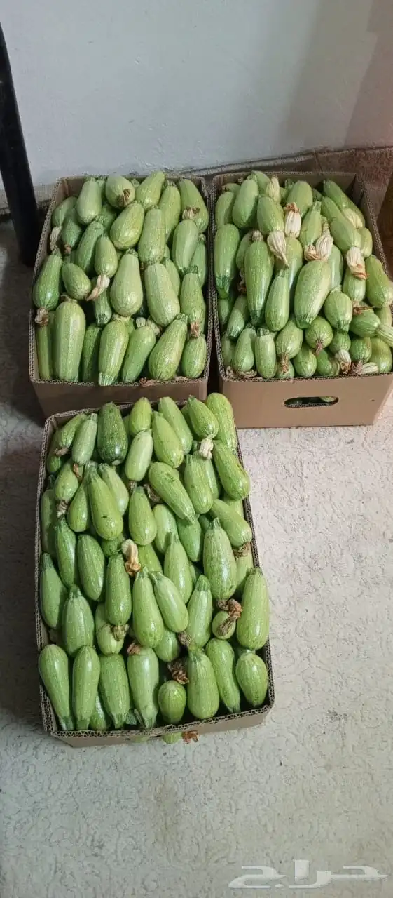 كوسا بسعر الجمله من المزرعه مباشره 0