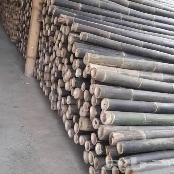 خيزران قش لافريقي 9