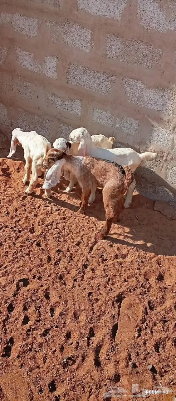 جفار ثنين تيوس ثنين دواغير 0