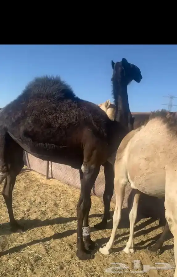 بكره حقه مقنوي طيبه جدا ابيها سهاج القحطاني 0