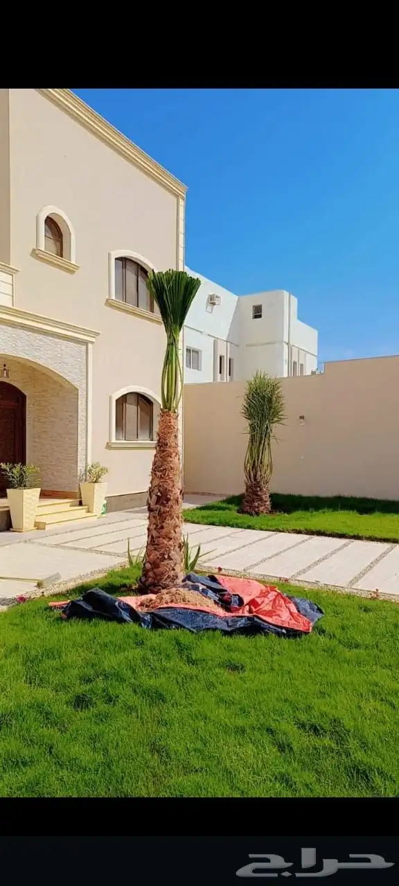 نخل للبيع جميع جميع الأنواع متوفره وجميع المقاسات.وكما يوجد 29