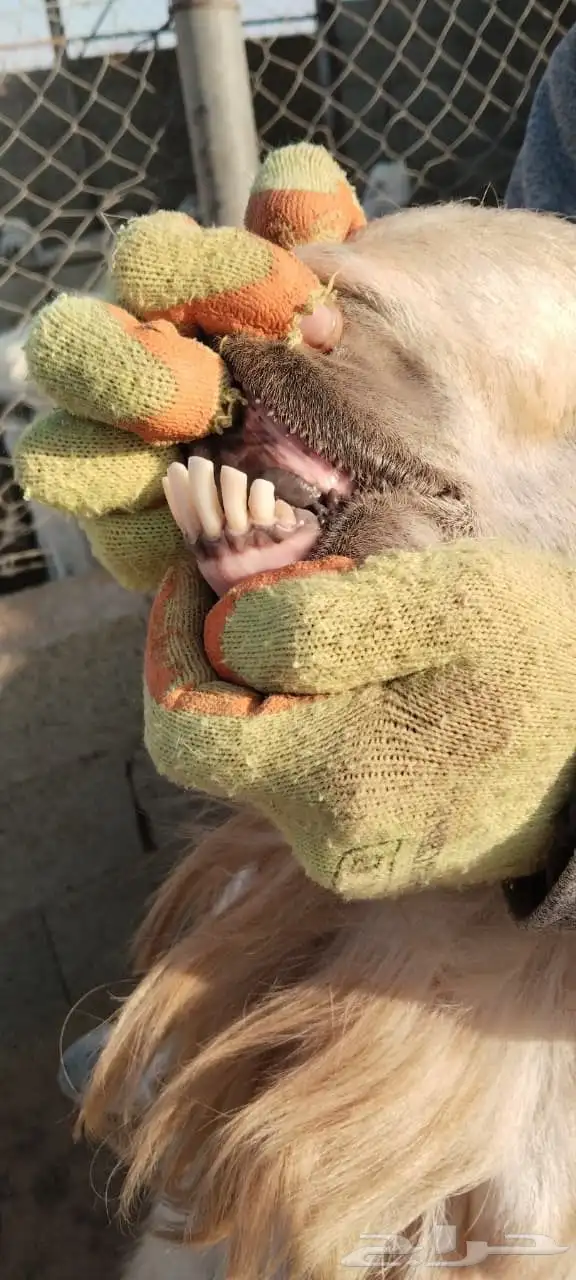 تيس مشروك خصم 3