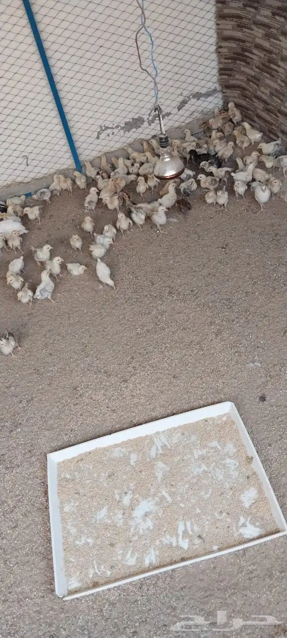 صوص دجاج عرض خاص 1