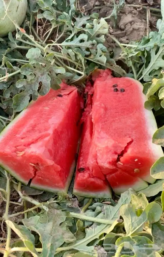 حبحب عثري للبيع 4