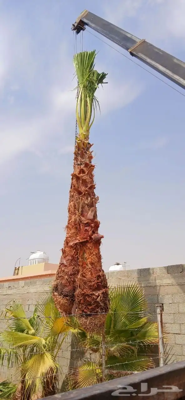 نخل واشنطني زينه نخل واشنطونيا ملكي ابو مروحه نخل مثمر نقايل 3