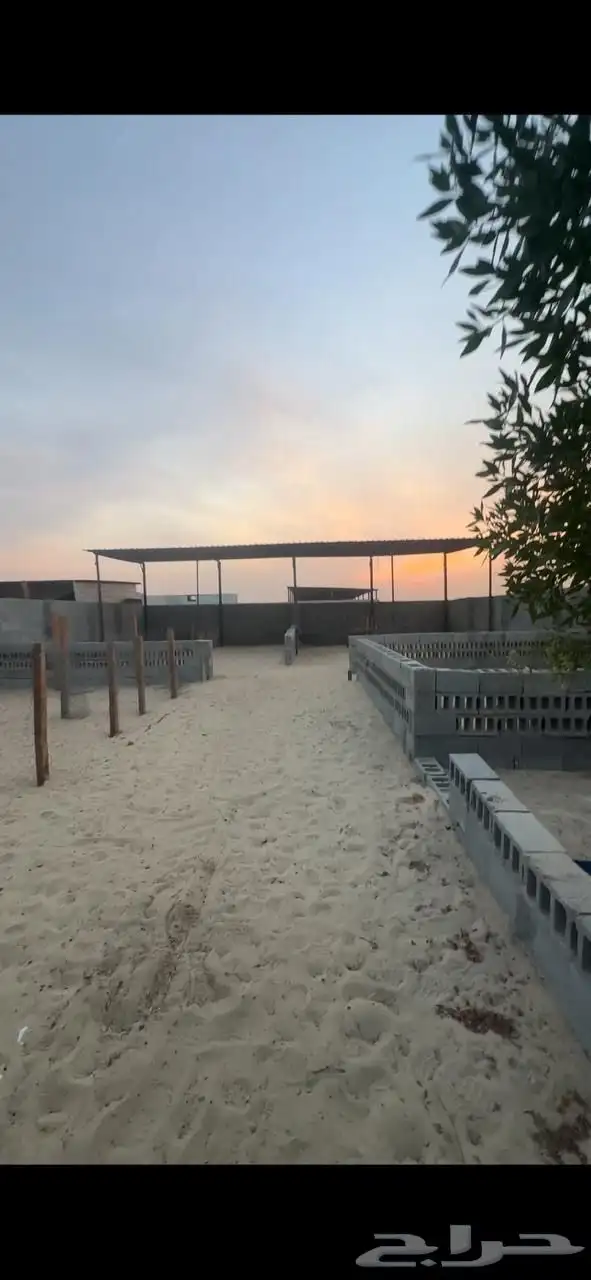 للتقبيل حوشين أغنام بسوق الدمام المركزي 3