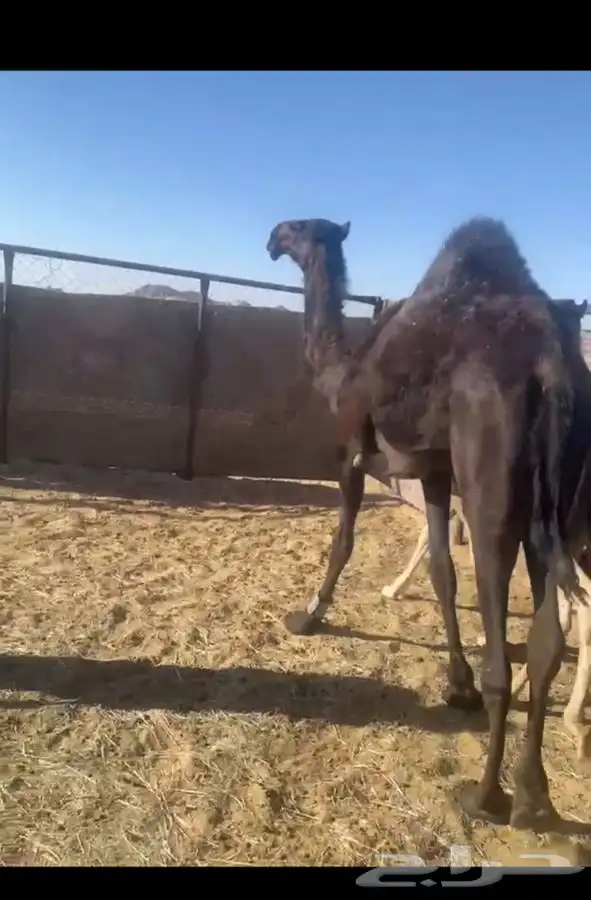 بكره حقه مقنوي طيبه جدا ابيها سهاج القحطاني 1