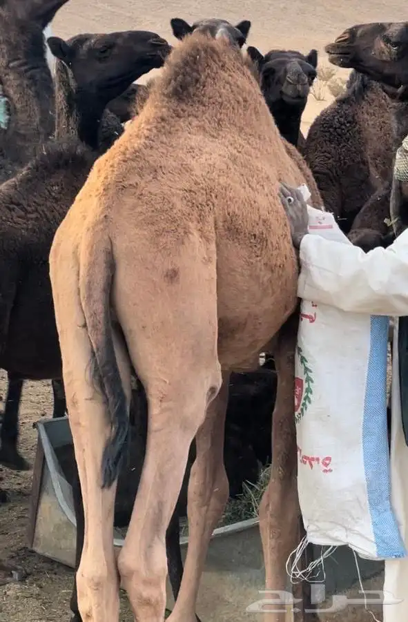 حاشي كفو العمر 10 شهور 2