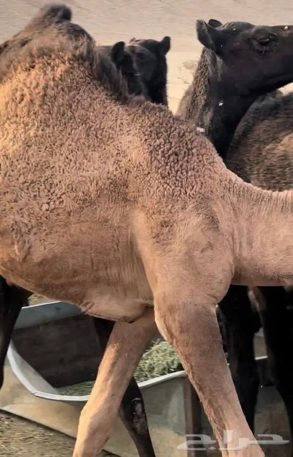 حاشي كفو العمر 10 شهور 1