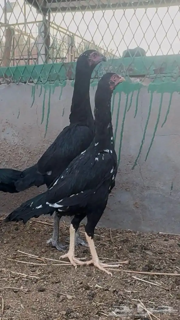 دجاج هجين شامو مستويات تب 3