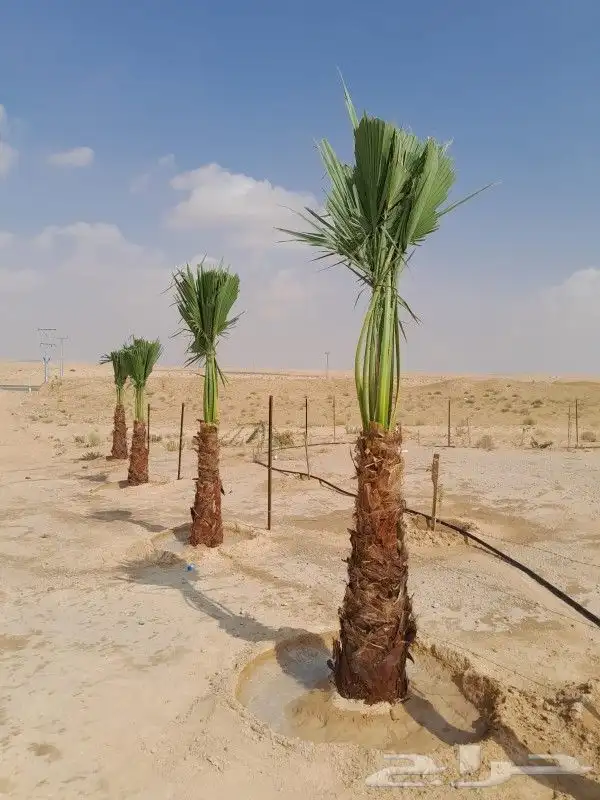 يوجد لدينا نخل للبيع 5